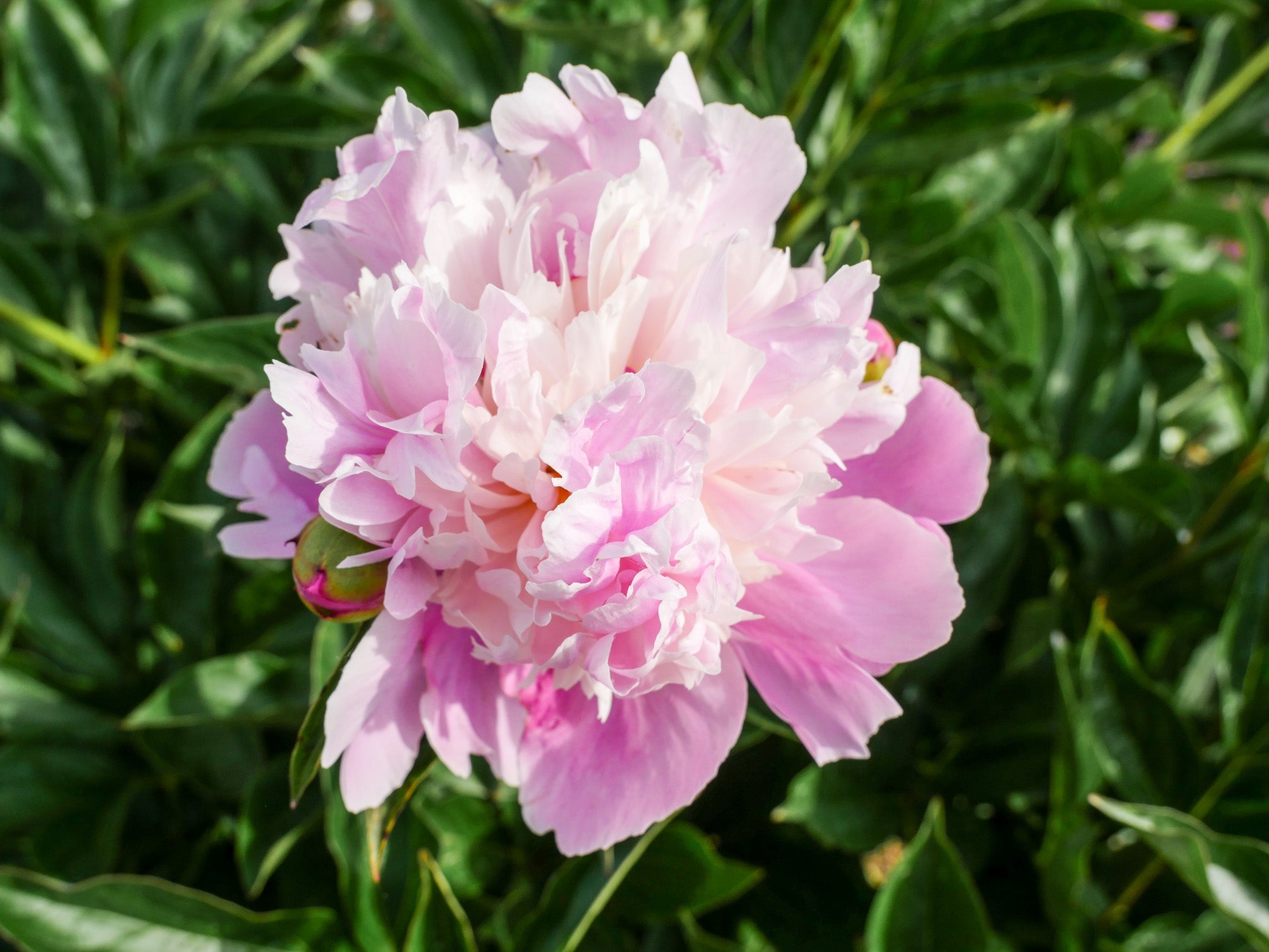 Pion 'Madame Emilie Debatene'